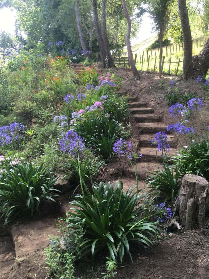 Landscaped terraced garden steps with agapanthus in Hawke's Bay