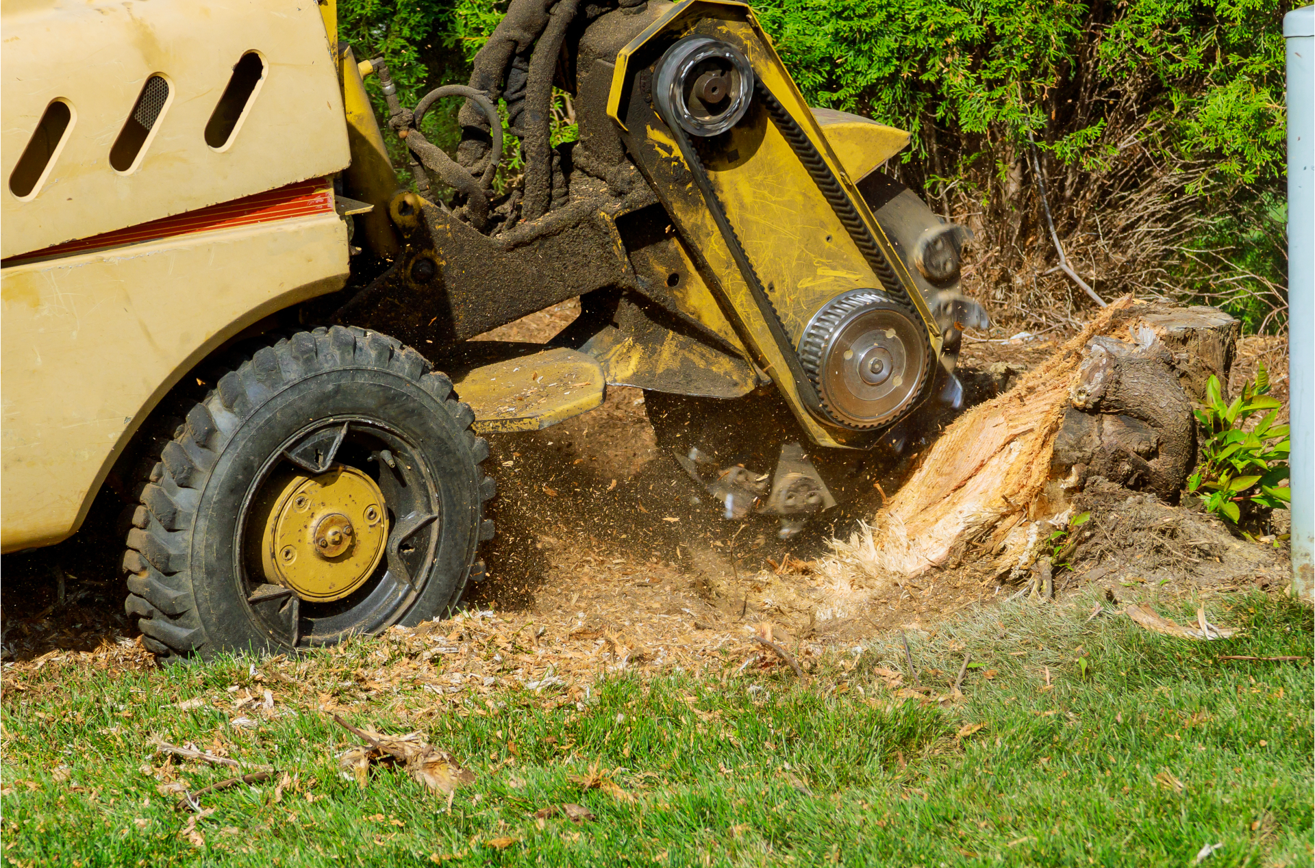Yellow machinery grinding a tree stump